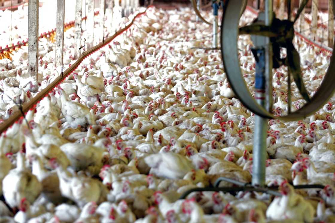 Brazil said in June it was free of bird flu and would resume exports