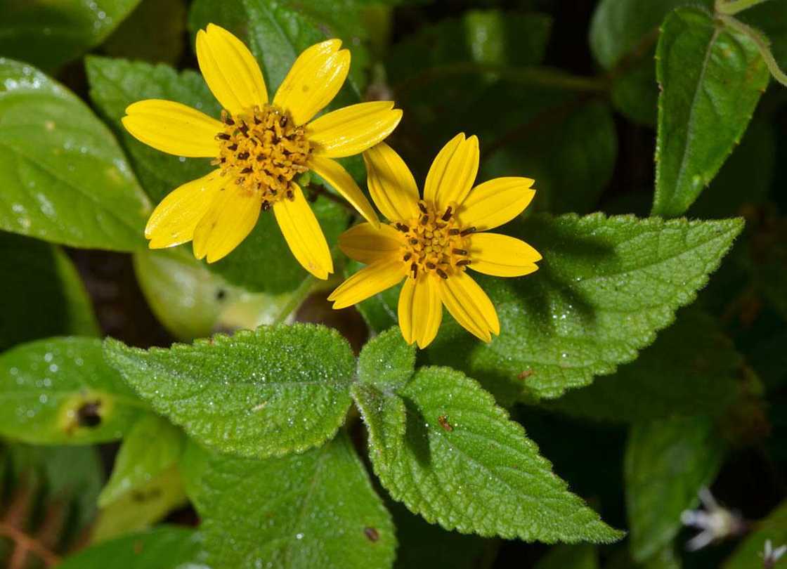 Aspilia africana Aspilia africana