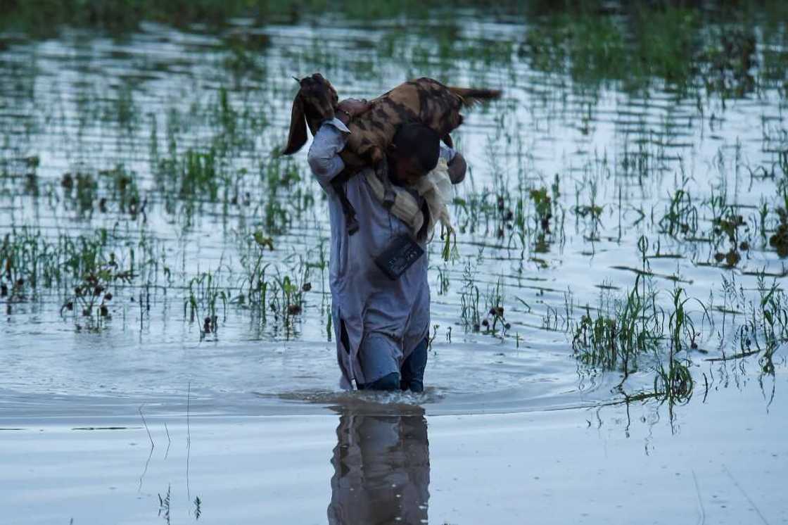 A farmer carries his goat through a flooded part of Nawabshah district in Sindh province A farmer carries his goat through a flooded part of Nawabshah district in Sindh province