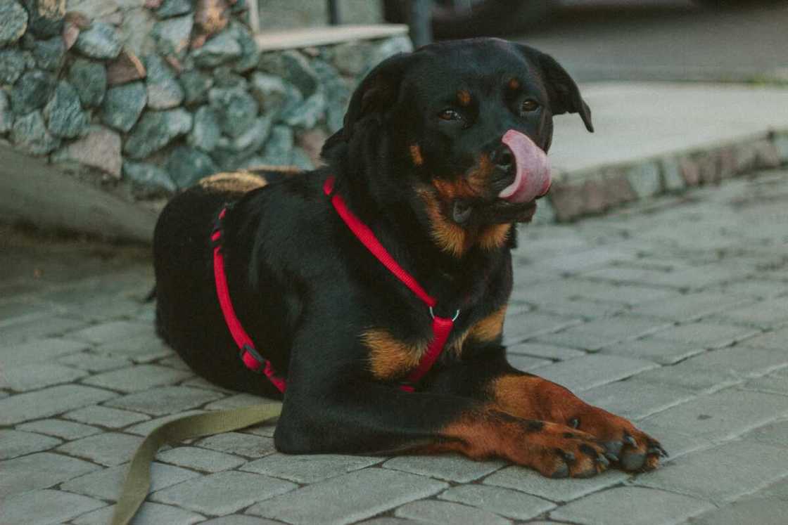 A black rust rottweiler showing tongue lying on a concrete pathway. A black rust rottweiler showing tongue lying on a concrete pathway.