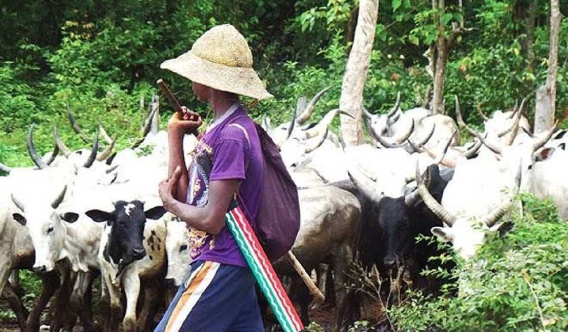 Dattawan arewa sun bukaci makiyaya da su yi watsi da umarnin Akeredolu