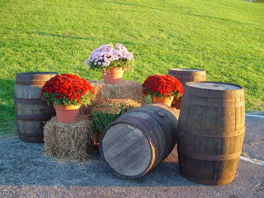 Barrels and flowers Barrels and flowers