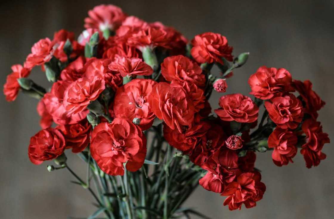 A bunch of red petaled carnation flowers A bunch of red petaled carnation flowers