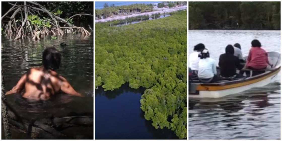 Papua mangrove forest where only women without clothes are allowed to enter