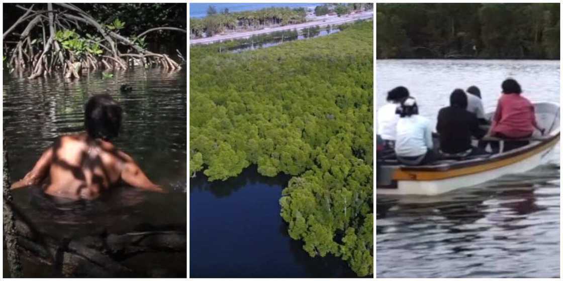 Papua mangrove forest where only women without clothes are allowed to enter Papua mangrove forest where only women without clothes are allowed to enter