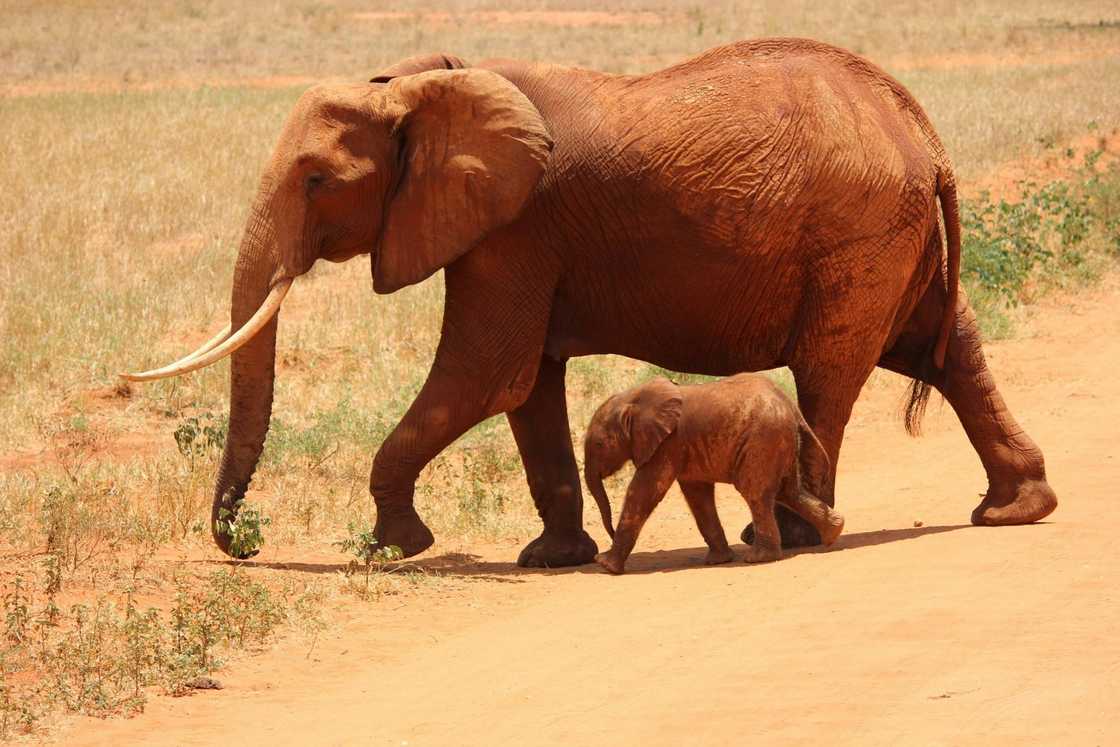 A mother and baby elephant are pictured walking beside each other A mother and baby elephant are pictured walking beside each other