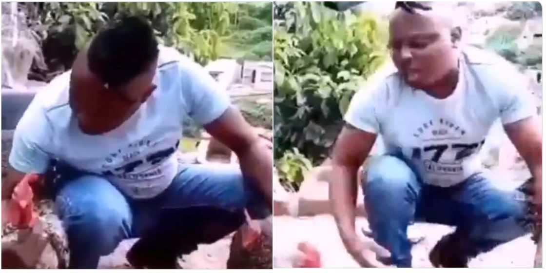 Ikon Allah sai kallo: Bidiyon wani mutum yana rabon fada tsakanin kaji biyu Ikon Allah sai kallo: Bidiyon wani mutum yana rabon fada tsakanin kaji biyu