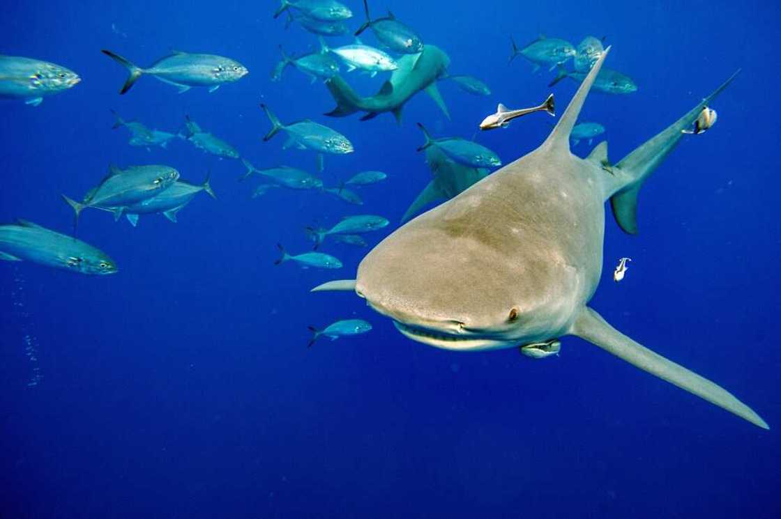 Sharks were the star of the CITES summit Panama, which approved the protection of more than 50 species Sharks were the star of the CITES summit Panama, which approved the protection of more than 50 species