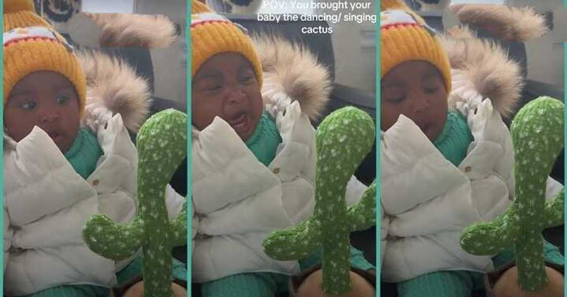 Little girl stops crying as cactus imitates her voice Little girl stops crying as cactus imitates her voice