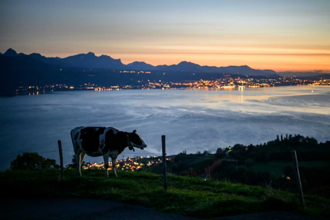 The agreement with the US has sparked fears in Switzerland that the country's proud farmers will be forced to accept American hormone-pumped beef The agreement with the US has sparked fears in Switzerland that the country's proud farmers will be forced to accept American hormone-pumped beef