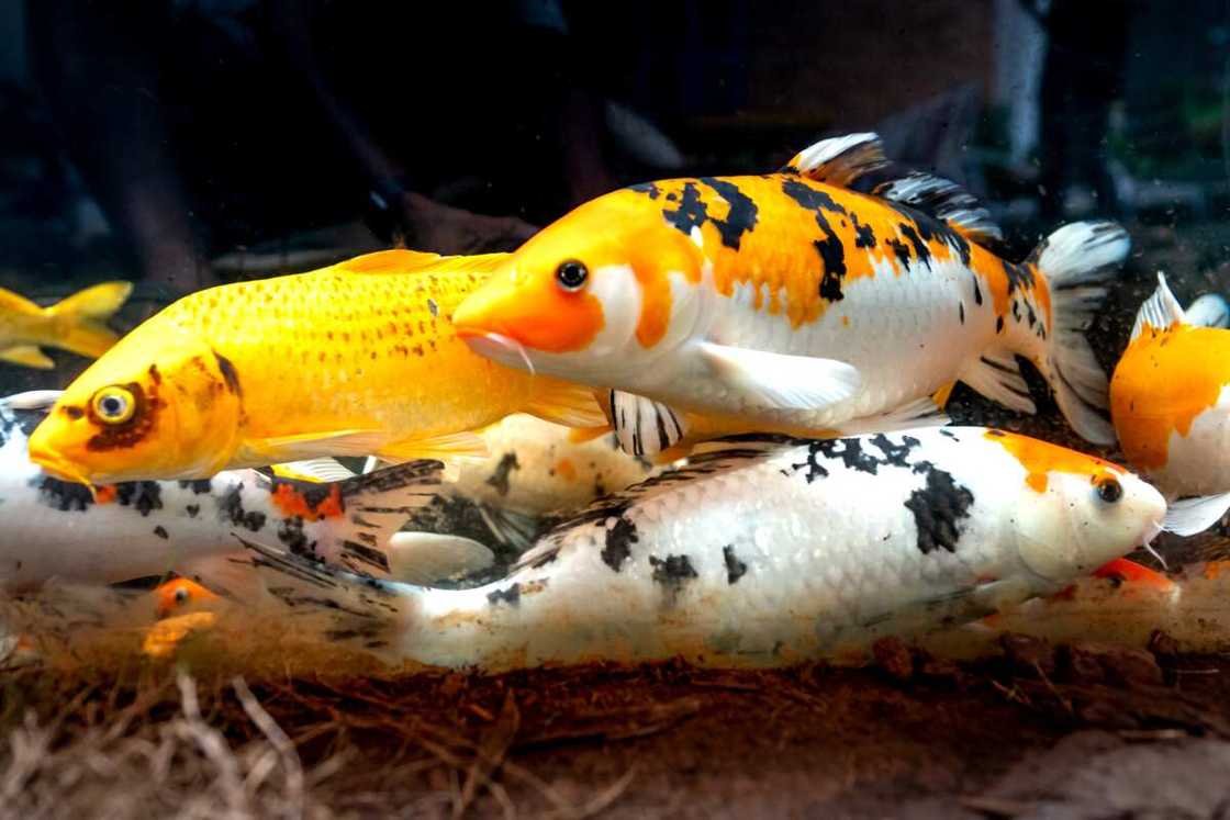 can fish get thirsty can fish get thirsty