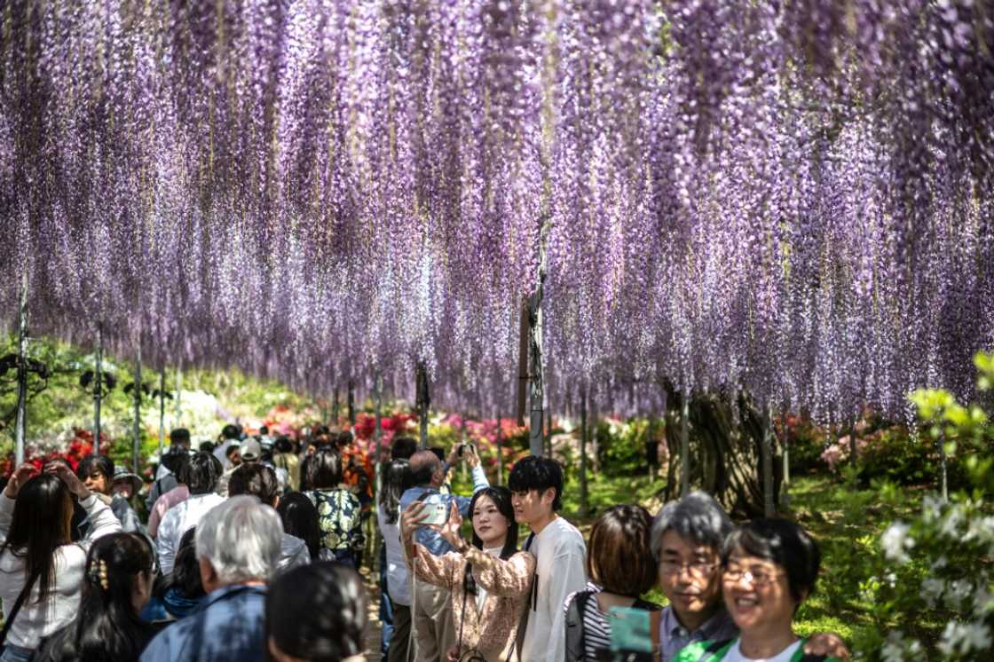 Traditionally, Golden Week gives Japanese workers one of their longest breaks in the year, with many taking the opportunity to see other parts of Japan Traditionally, Golden Week gives Japanese workers one of their longest breaks in the year, with many taking the opportunity to see other parts of Japan
