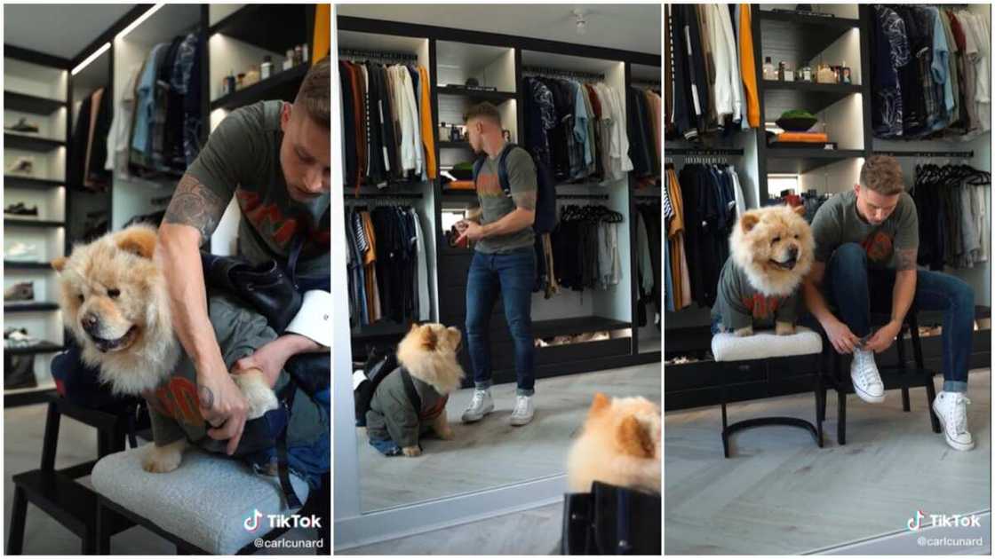 The dog looked cute in its outfit. The dog looked cute in its outfit.