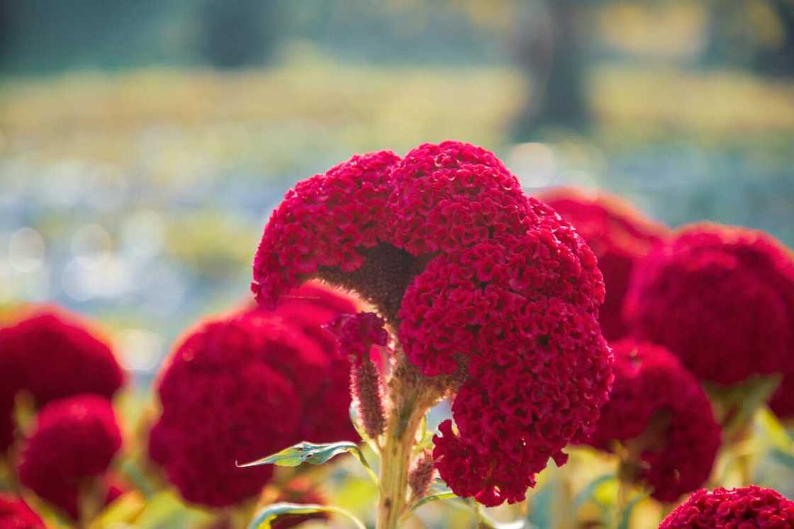 Rarest colour in the world Rarest colour in the world