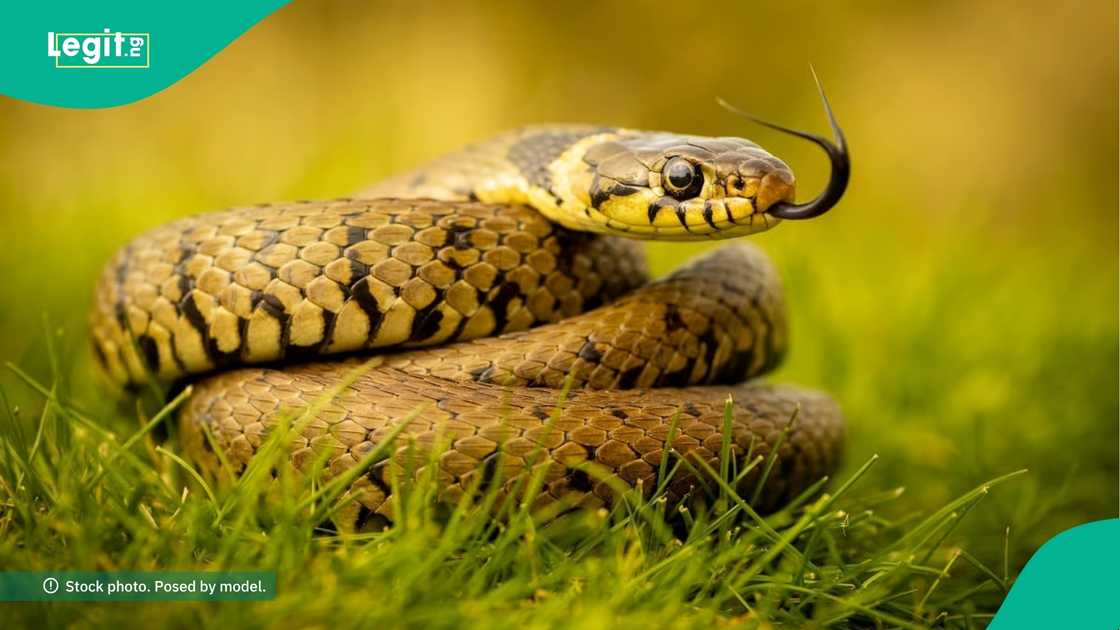A Nigerian man finds snake inside the kitchen of his apartment