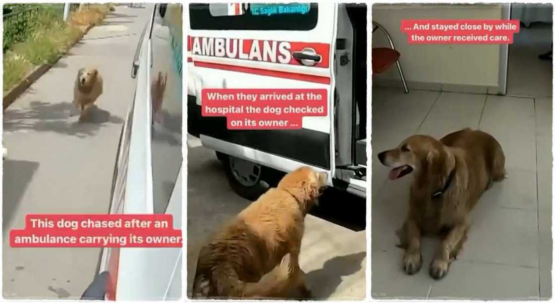 Photos of a dog following an ambulance that took its owner.