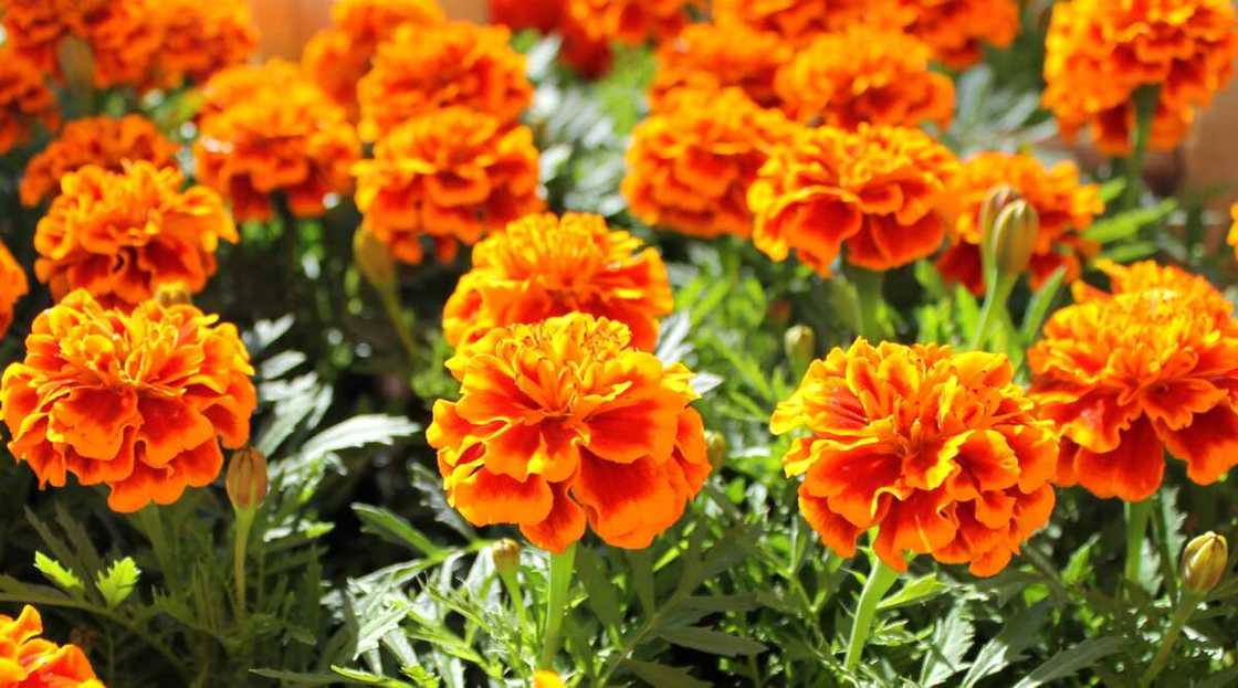 Orange marigolds