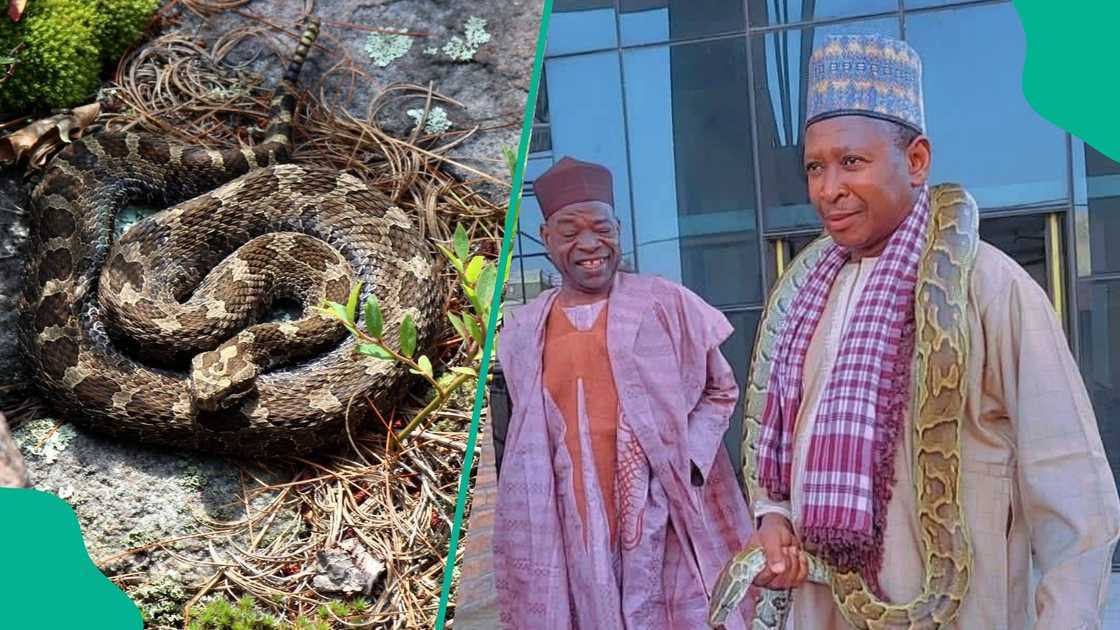 An bayyana dalilin Ahmed Idris na kiwon dabbobib daji a Kano
