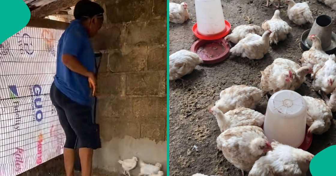 Chicken farming in Nigeria/Vaccinating broilers