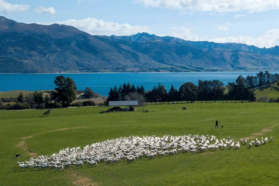 Sheep moving to pasture in the Otago region of New Zealand in September 2023. Rural New Zealand once abounded with rolling pastures, rickety wire fences hemming in millions of sheep chewing on the green grass. Sheep moving to pasture in the Otago region of New Zealand in September 2023. Rural New Zealand once abounded with rolling pastures, rickety wire fences hemming in millions of sheep chewing on the green grass.