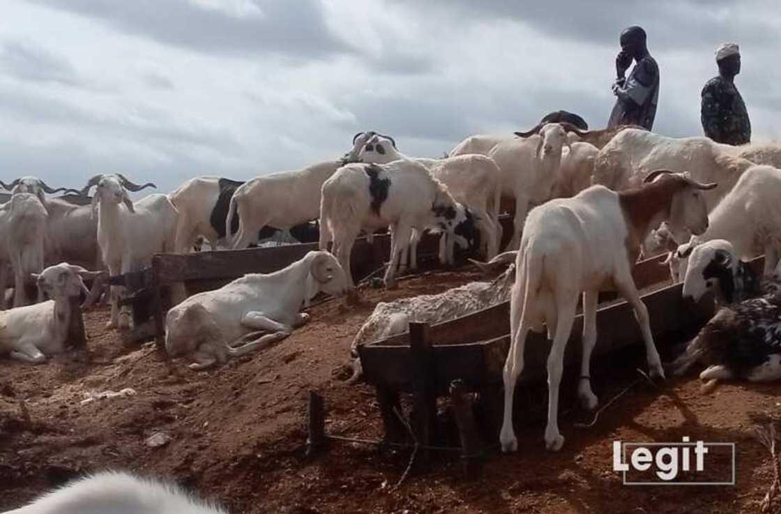 Rams, Eid-el-Kabir, Sallah