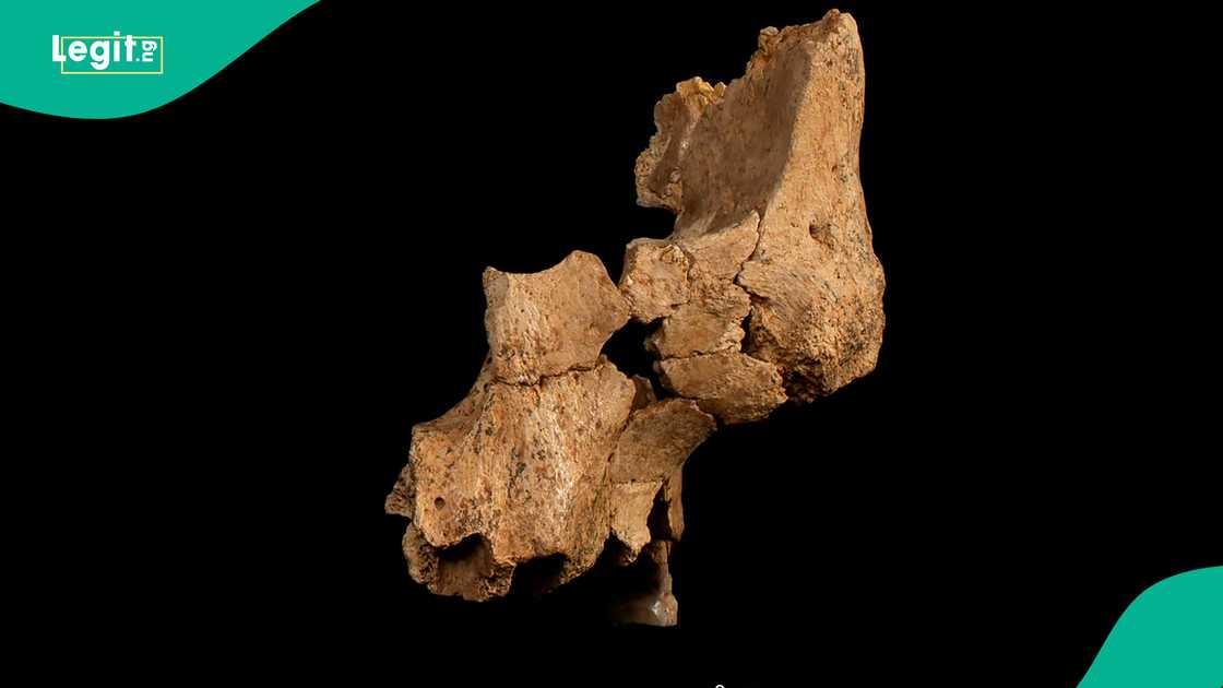 Scientists in Spain discover jaw bone of ancient man. Scientists in Spain discover jaw bone of ancient man.