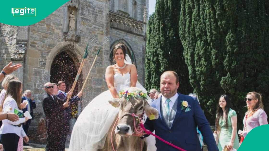 Farmer bride Victoria Lee, 37, rides her Swiss cow, White Chocolate Button, to St Mark’s Church in Somerset for her wedding ceremony, accompanied by bridesmaids. Farmer bride Victoria Lee, 37, rides her Swiss cow, White Chocolate Button, to St Mark’s Church in Somerset for her wedding ceremony, accompanied by bridesmaids.