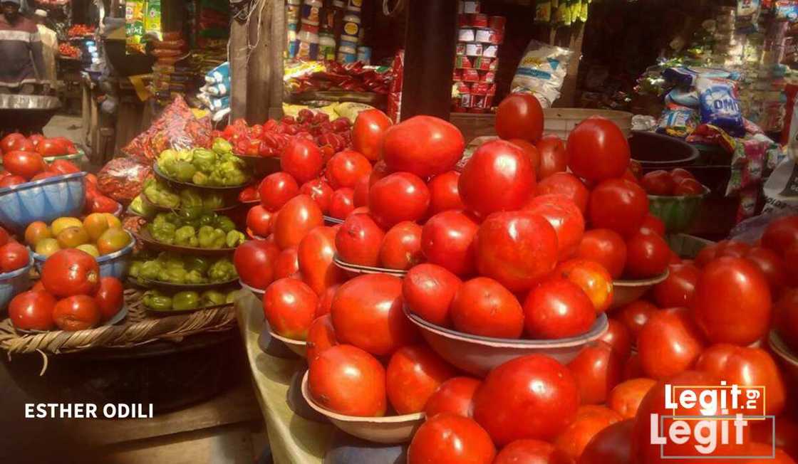 Babbar magana: Gwamnati za ta haramta shigo da Tumatur dan kasar waje Babbar magana: Gwamnati za ta haramta shigo da Tumatur dan kasar waje