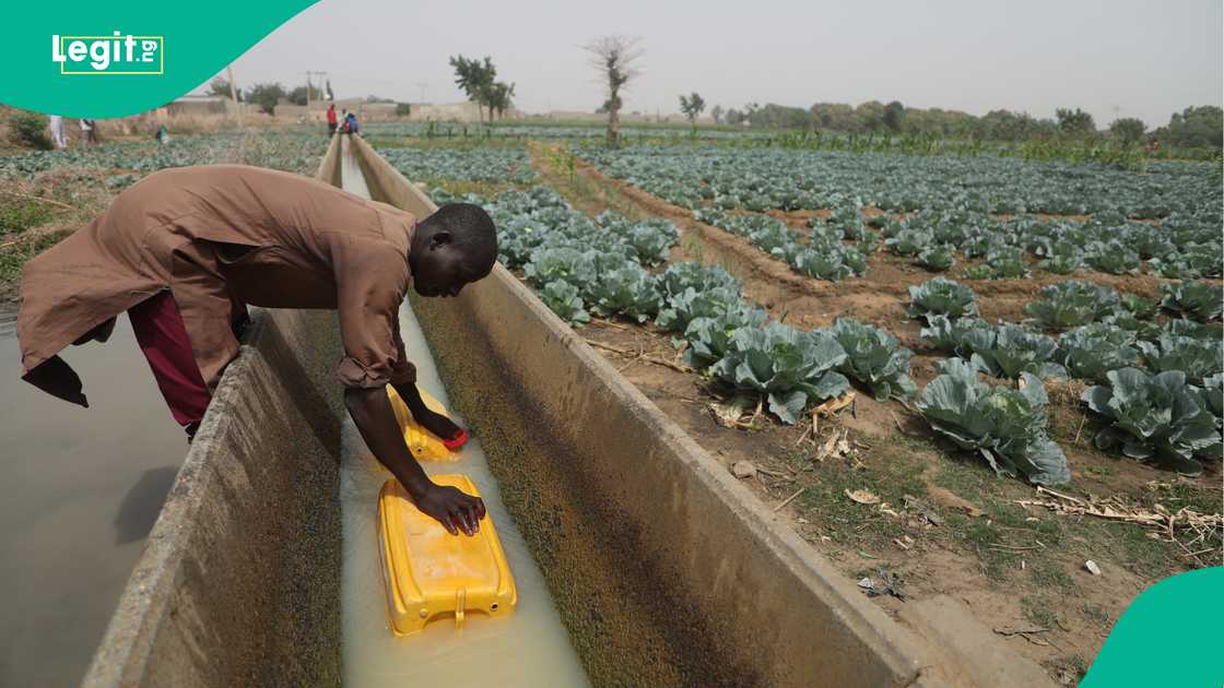 Kano State, Ministry of Agriculture, Federal Government, Farmers Kano State, Ministry of Agriculture, Federal Government, Farmers