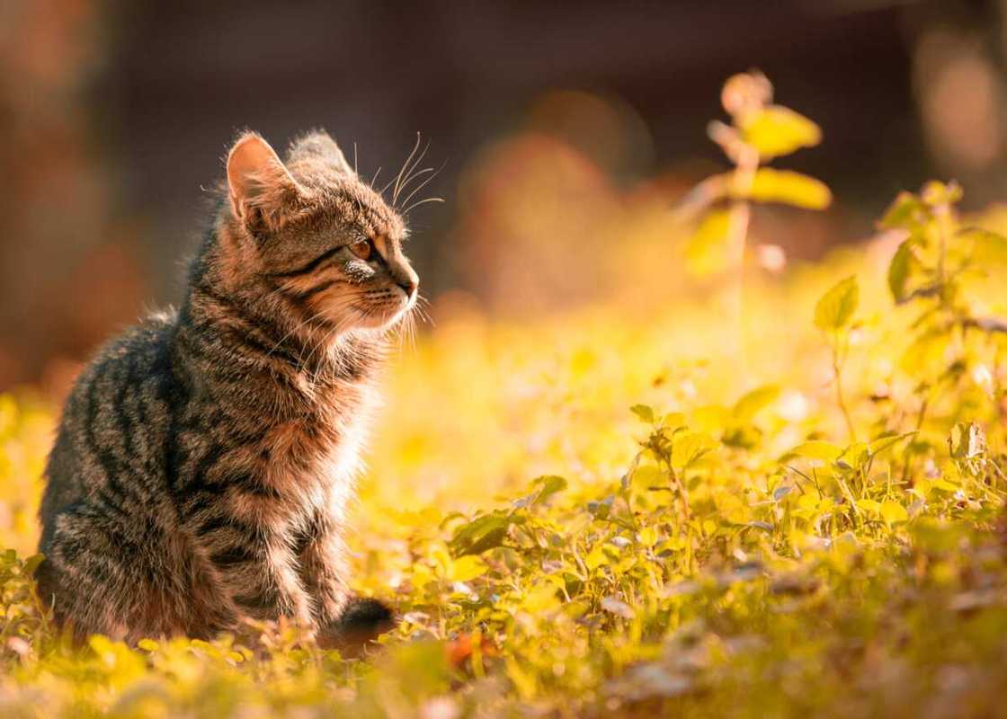 most expensive cat breeds most expensive cat breeds