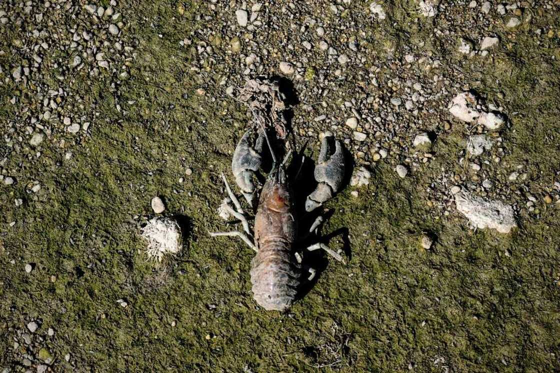 The shell of a dead American Crayfish lies on the dried riverbed of the Infant River Thames in Ashton Keynes The shell of a dead American Crayfish lies on the dried riverbed of the Infant River Thames in Ashton Keynes