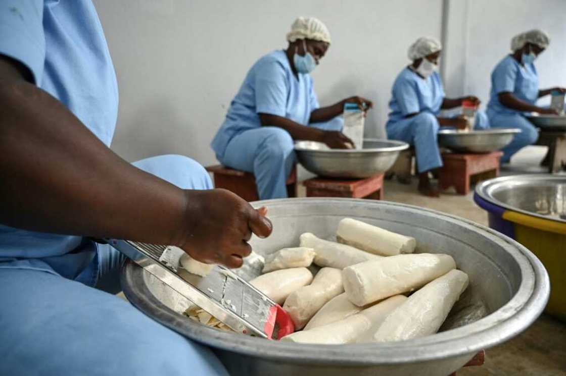 At Rama Cereal, an Ivorian grain mill, workers prepare cassava for adding to wheat flour At Rama Cereal, an Ivorian grain mill, workers prepare cassava for adding to wheat flour