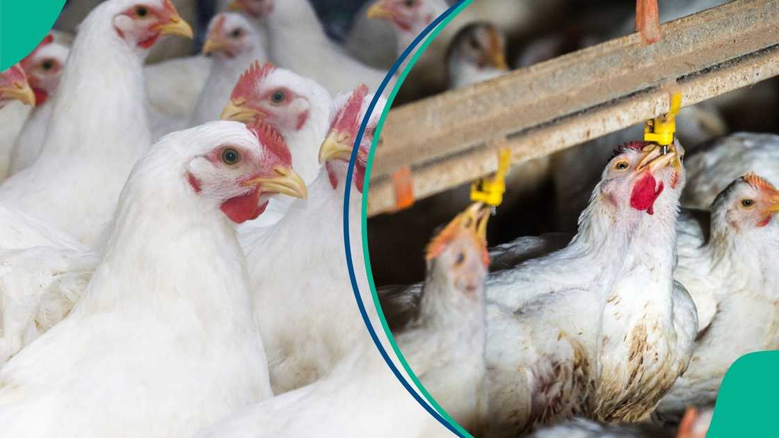 Chicken prices, rice price, Christmas, New Year celebrations