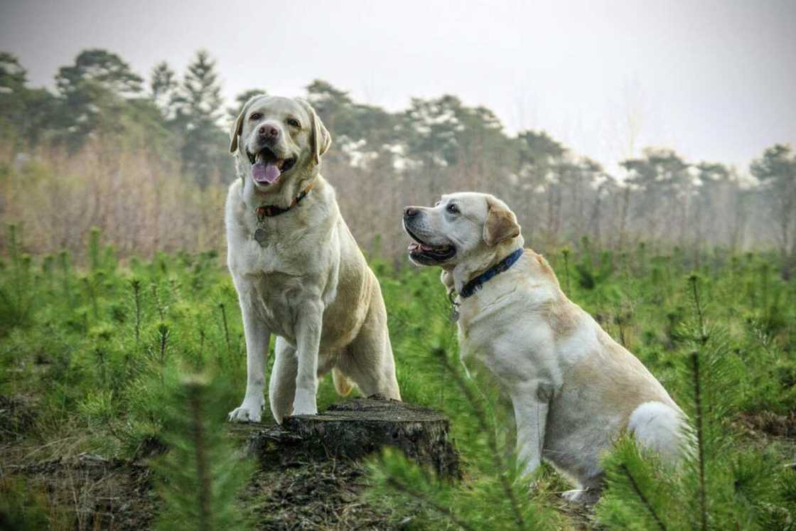 Two adult Labrador Retrievers