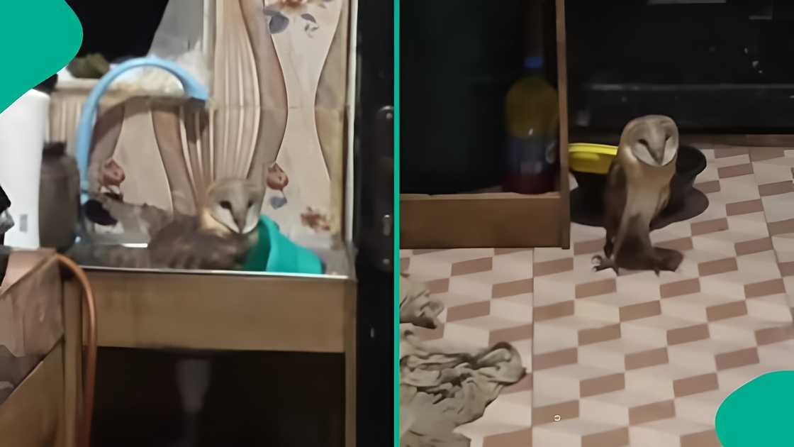 Woman’s dramatic prayer against mysterious creature trends online