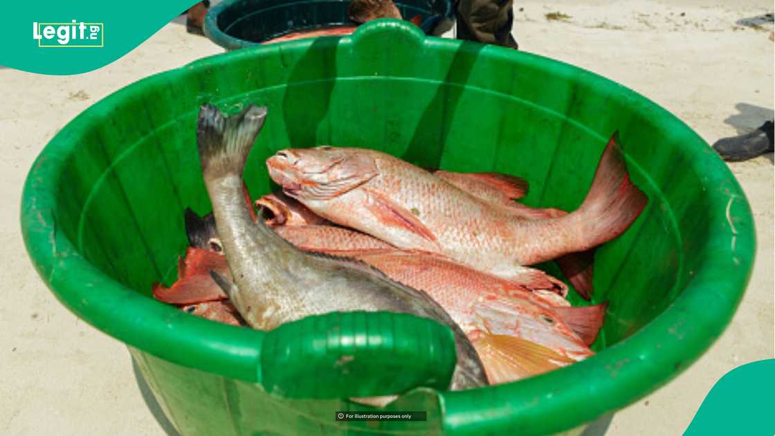 Nigerian lady’s viral clip shows fish swimming on Lagos street Nigerian lady’s viral clip shows fish swimming on Lagos street
