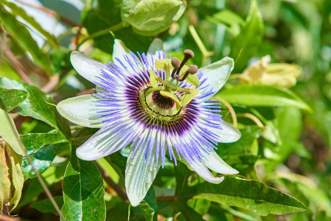 Close-up of a blue passion flower among tree leaves Close-up of a blue passion flower among tree leaves