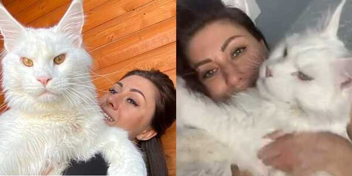 Yulia says her cat Kefir likes to climb on her body and sleep during the night Yulia says her cat Kefir likes to climb on her body and sleep during the night