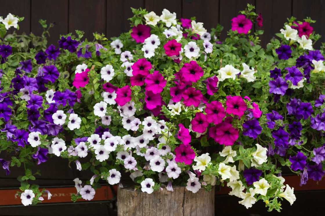 Petunia flowers of different colours in a garden