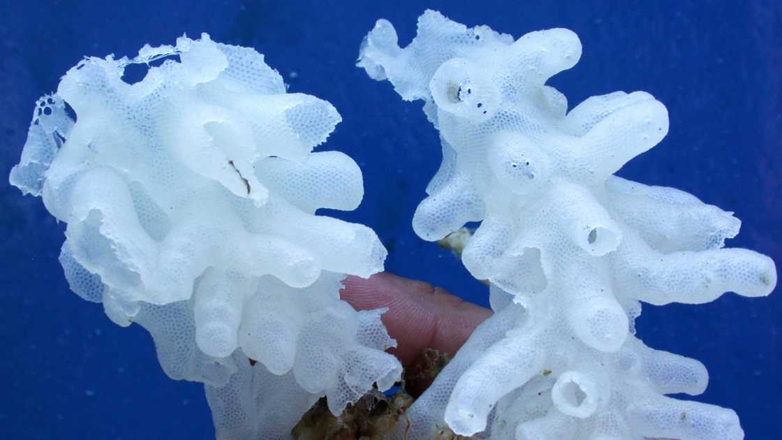 Glass sponges are pictured when being transported to the surface of water.