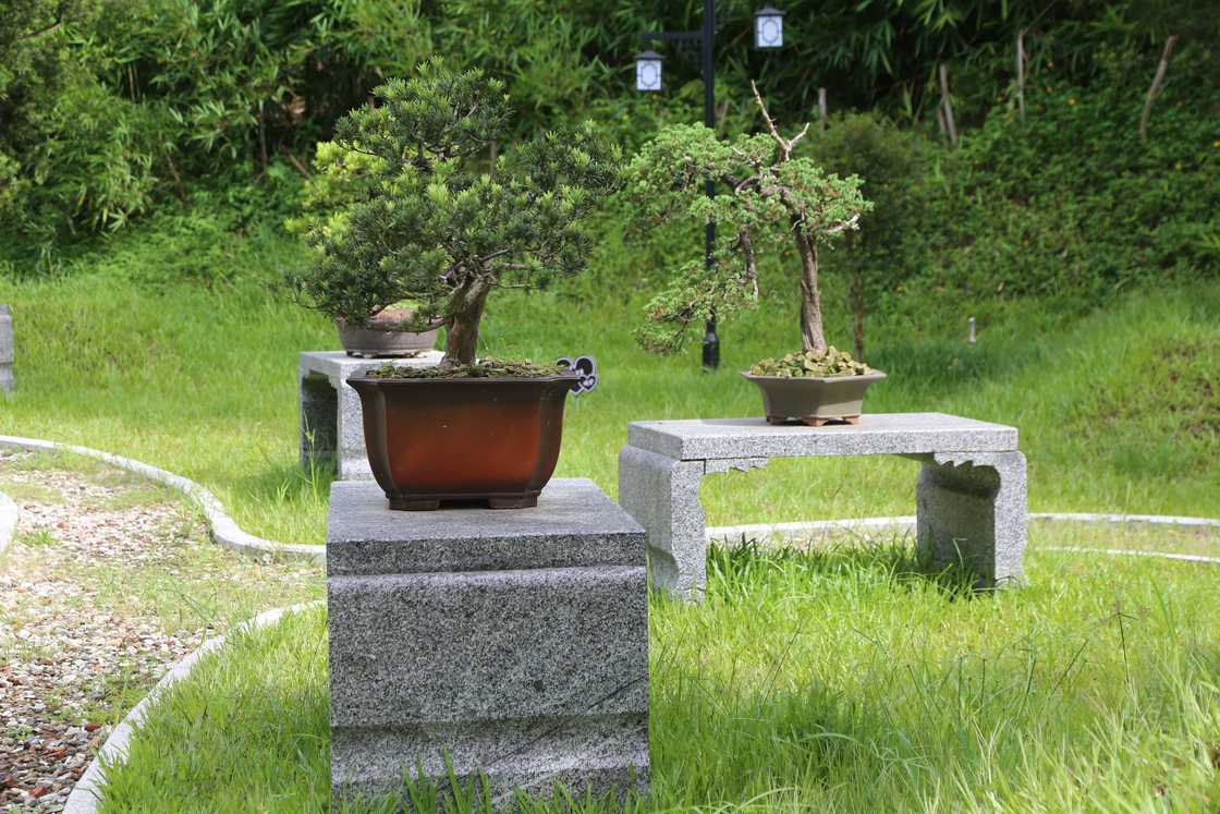 Two small memorial trees placed outside