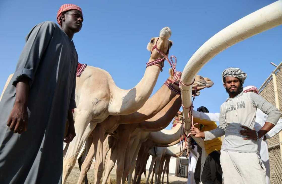 Up until two decades ago, camel jockeys had been young children brought in from poorer countries