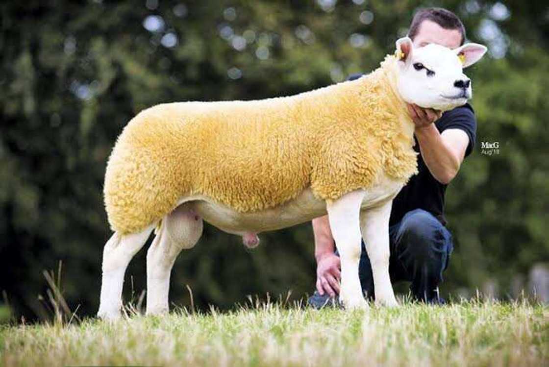 Hotunan Tinkiya mafi tsada da aka taba siyarwa a duniya, an siyesta a N190m Hotunan Tinkiya mafi tsada da aka taba siyarwa a duniya, an siyesta a N190m