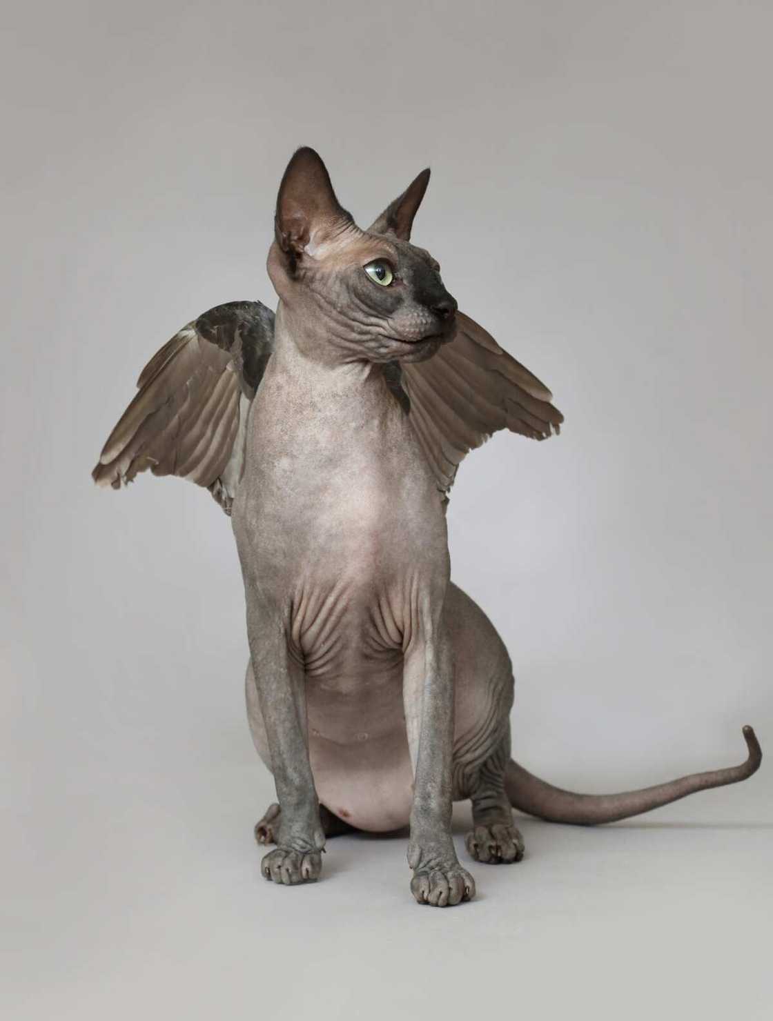 chat ailé chat ailé