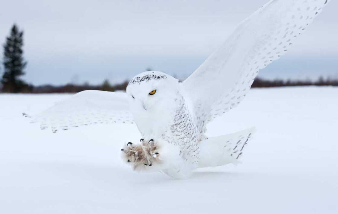 Snowy Owl landing on a bog in Northern Minnesota Snowy Owl landing on a bog in Northern Minnesota