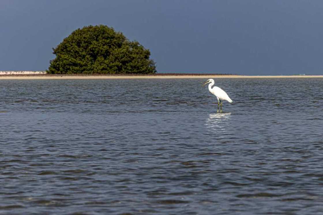 The crucial COP15 meeting comes as scientists warn the world is potentially facing its sixth mass extinction event The crucial COP15 meeting comes as scientists warn the world is potentially facing its sixth mass extinction event