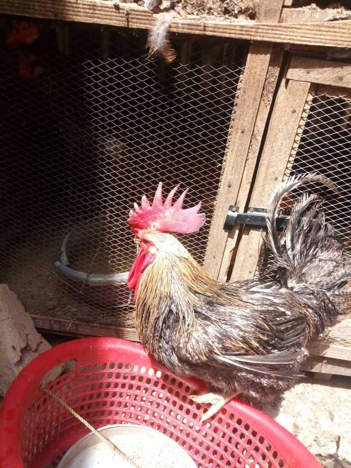 Duk a cikin aiki ne: Jami'an kwana-kwana sun ceto zakaran da ya fada rijiya Duk a cikin aiki ne: Jami'an kwana-kwana sun ceto zakaran da ya fada rijiya