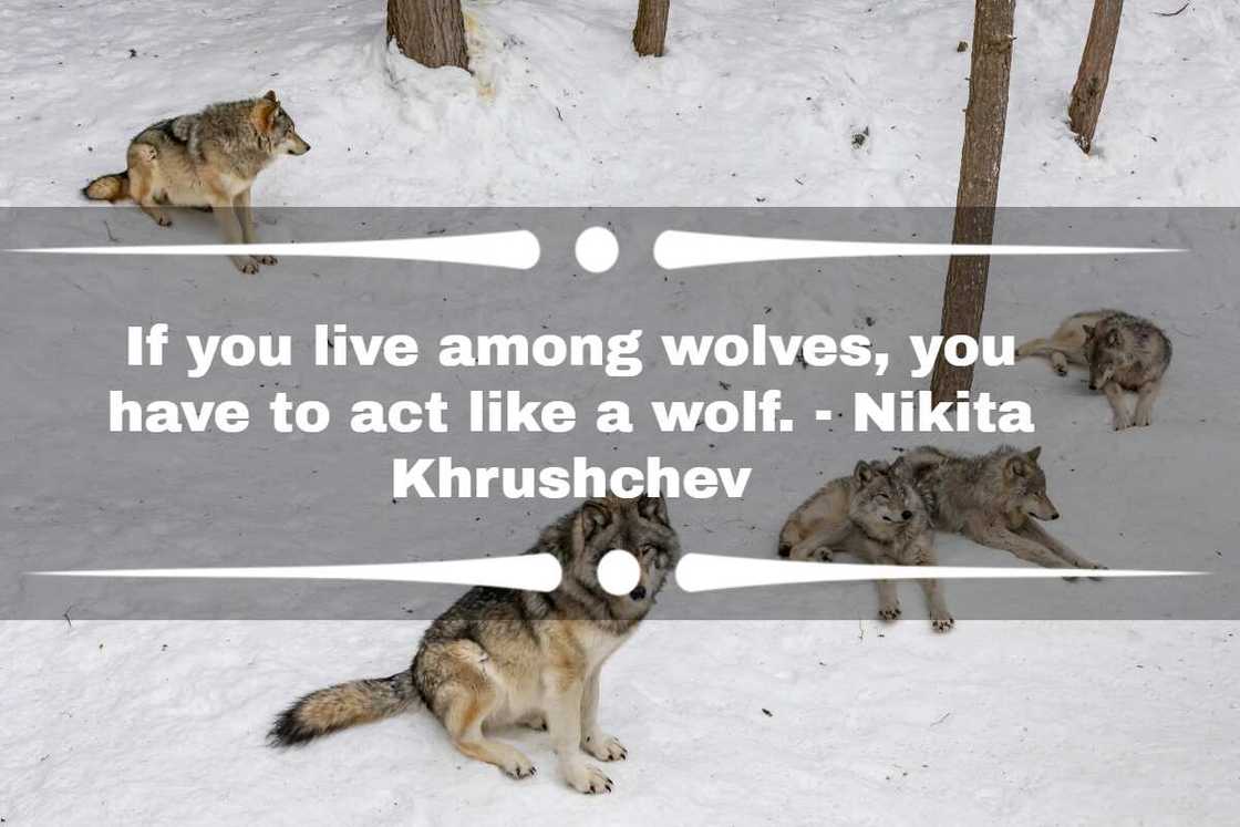 Quotes about wolves Quotes about wolves