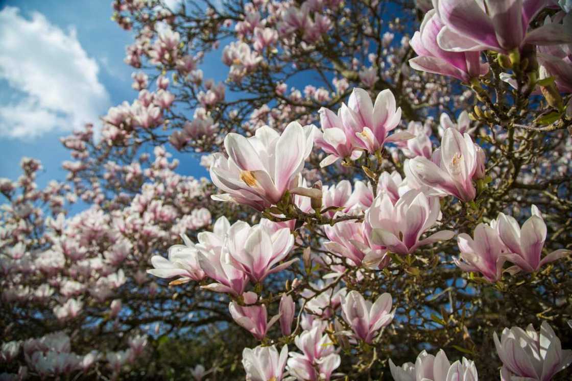 Magnolia tree flowers