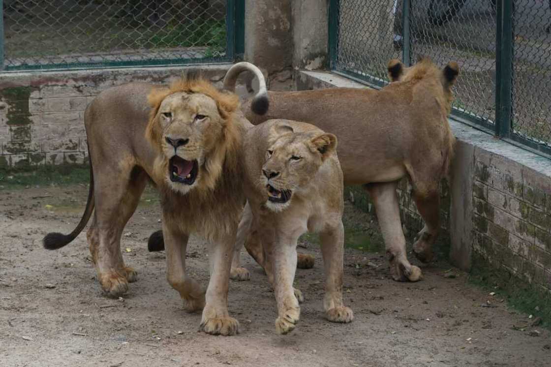 Lahore Safari Zoo cancelled an auction of lions from its growing pride and said it would expand current facilities instead